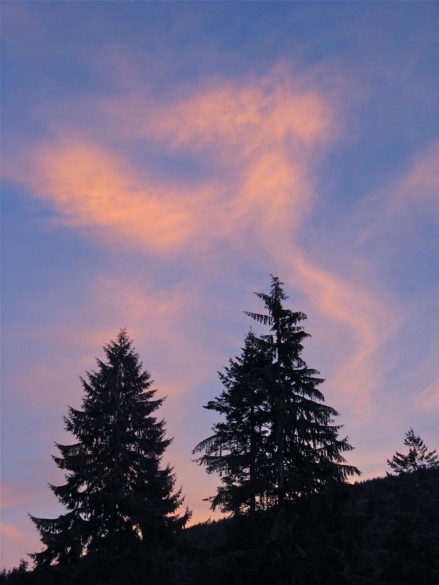 photo of sunset over pines