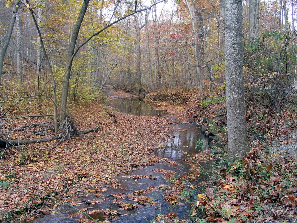 picture of stream in woods