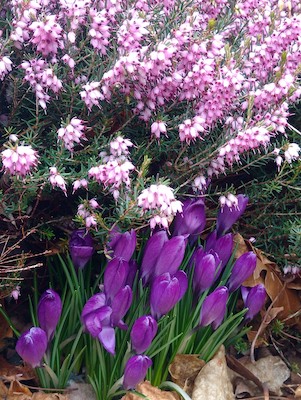 photo of purple crocuses and evergreen with clusters of pink flowers