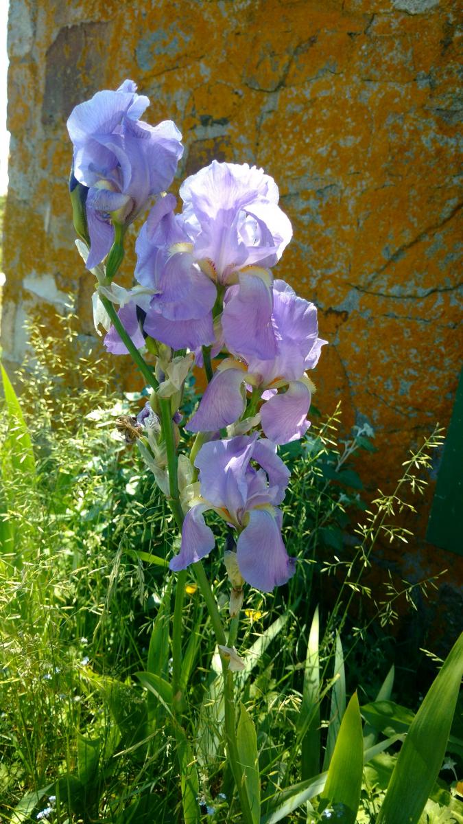 lavender irises