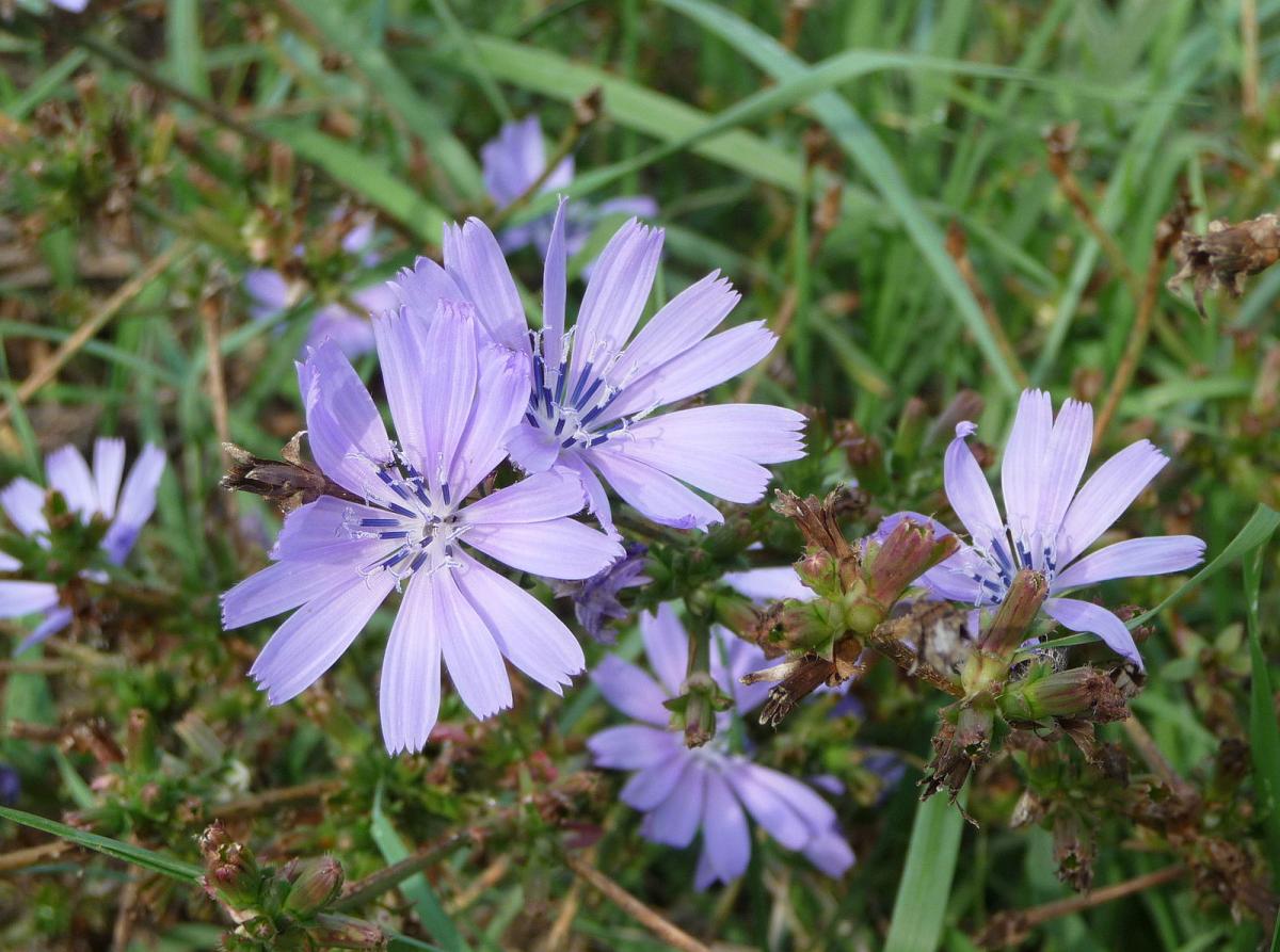 photo of several blue flowers with daisy-like petals