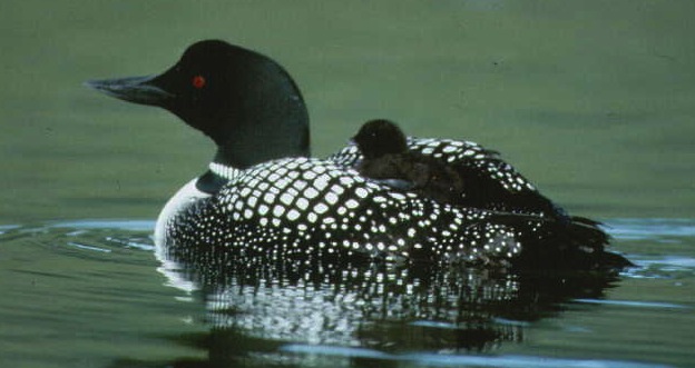 photo of loon with chick