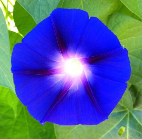 morning glory