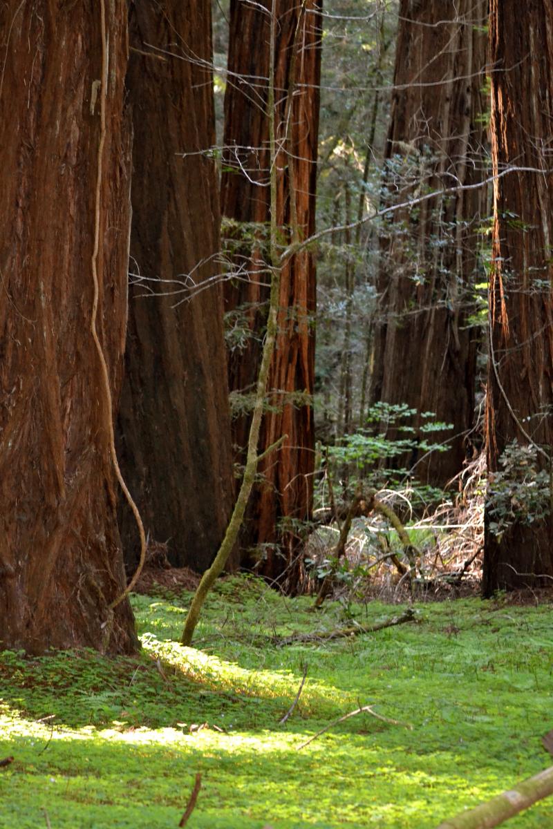 photo of redwoods