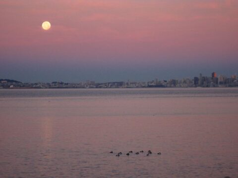 photo of moon over bay