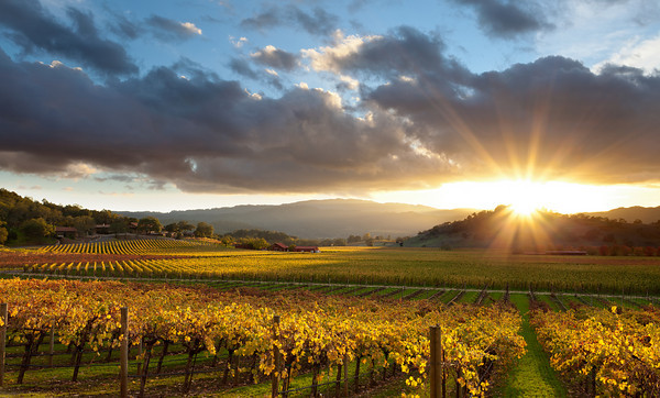 sunset over vineyards