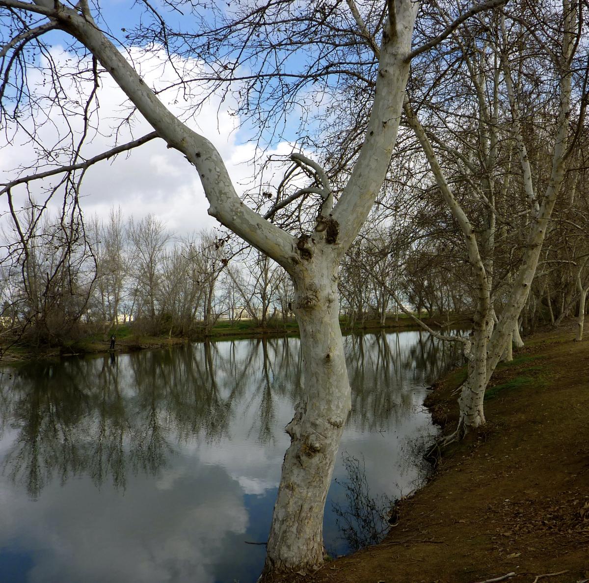 photo of pond and trees
