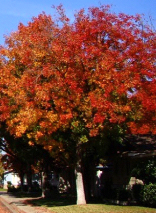 photo of tree with red and orange leaves