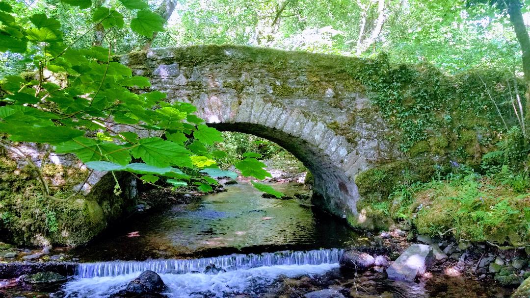 photo of moss-covered stone bridge surrounded by grreenery