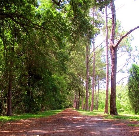 Sun-dappled path under tall green trees