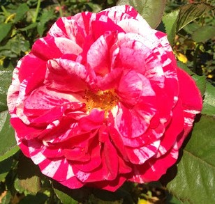 Red and white striped camellia