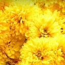 photo of yellow mums