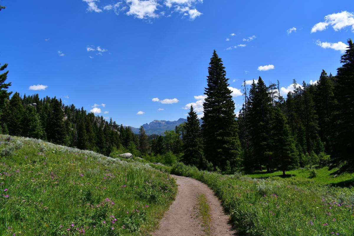 photo of path with green grass and flowers on each side, evergreens in midground, and mountain in background. Blue sky.