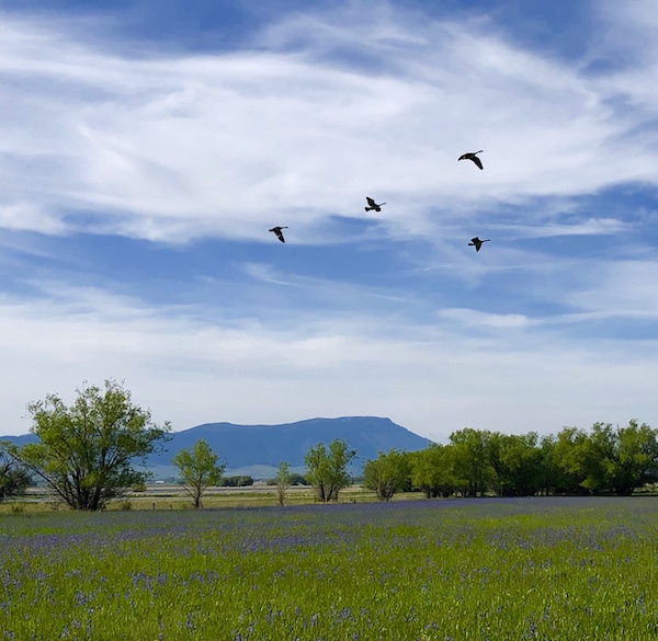 Photo. Green and purple field in foreground, row of trees in midground, mountain behind them. Partly cloudy sky with geese flying.