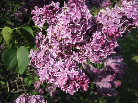 Lilacs