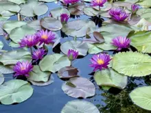 purple lilies and leaf pads floating on water