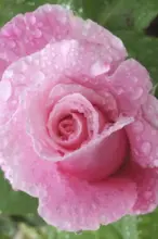 pink rose with dew