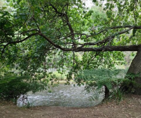 Looking through tree branches to running water